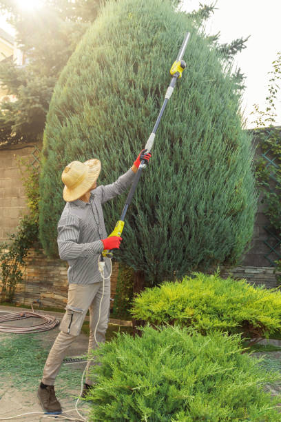 Best Tree and Shrub Care  in Bellevue, PA